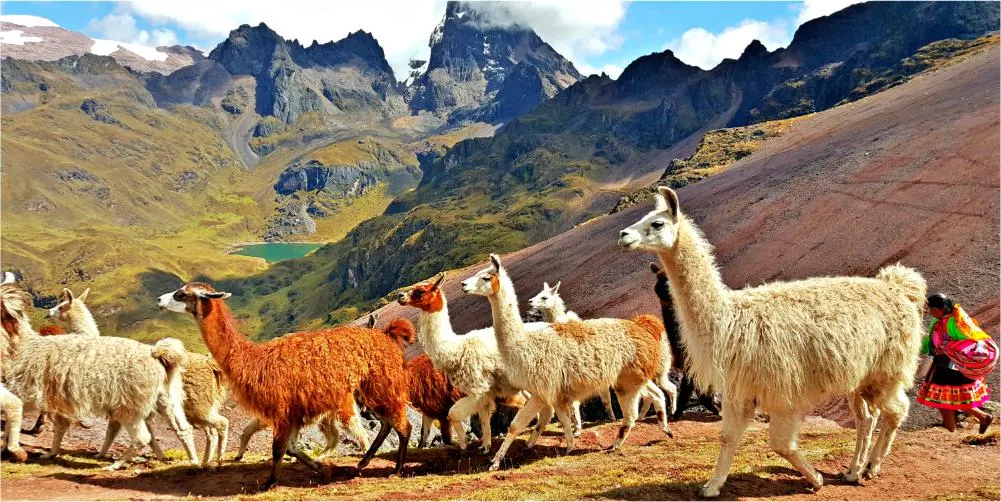 Lares Trek to Machu Picchu | Quinoa Expeditions