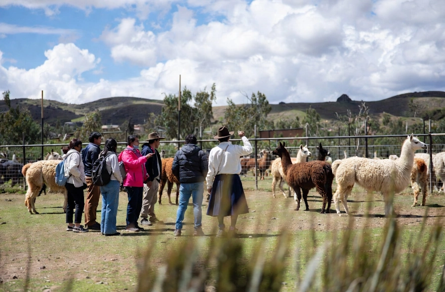 Silvestre en Cusco