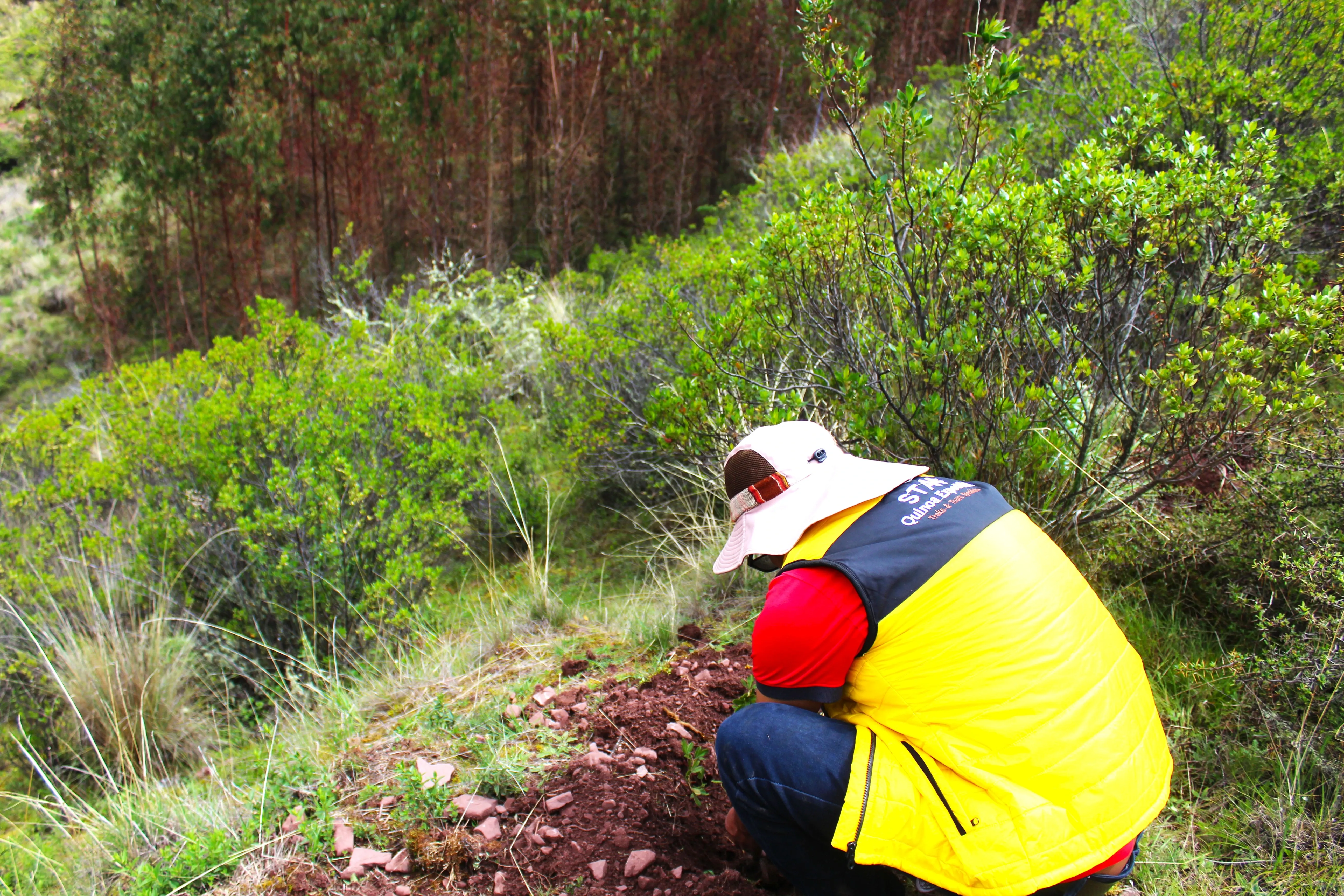Plant a tree campaign | Quinoa Expeditions