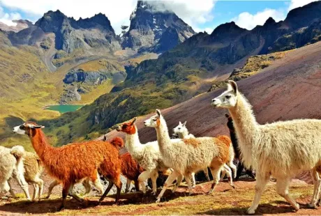 Lares Trek to Machu Picchu | Quinoa Expeditions